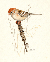 Field Sparrow