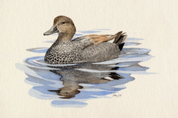 Gadwall