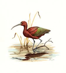 Glossy Ibis