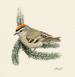 Golden-crowned Kinglet