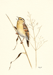 Grasshopper Sparrow