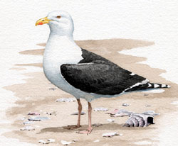 Great Black-backed Gull