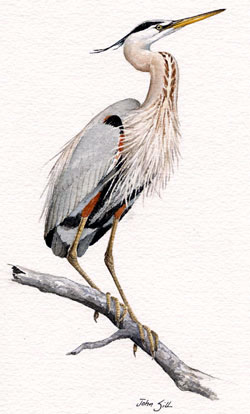 Great Blue Heron