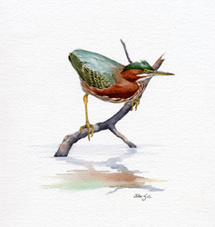 Green Heron