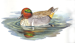 Green-winged Teal