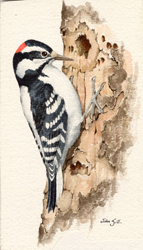 Hairy Woodpecker