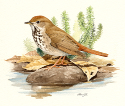 Hermit Thrush