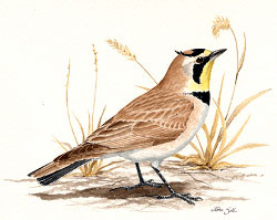 Horned Lark