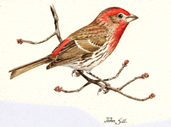 House Finch