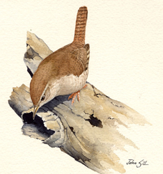 House Wren