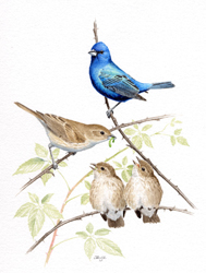 Indigo Bunting