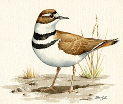 Killdeer