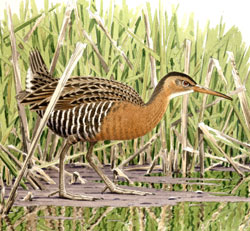 King Rail