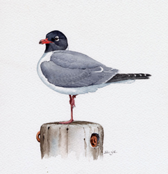 Laughing Gull