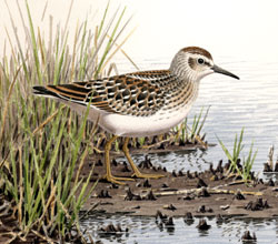 Least Sandpiper