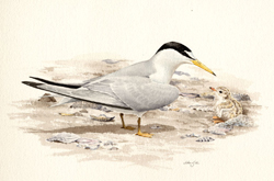 Least Tern