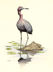 Little Blue Heron