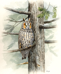 Long-eared Owl