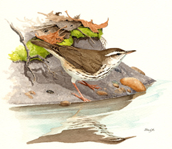 Louisiana Waterthrush