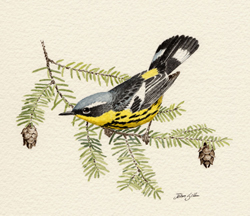 Magnolia Warbler