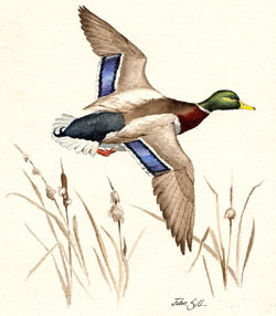 Mallard