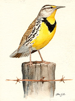 Eastern Meadowlark