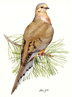 Mourning Dove