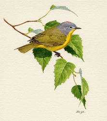 Nashville Warbler