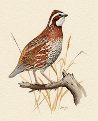 Northern Bobwhite