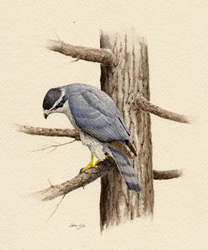 Northern Goshawk