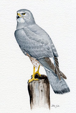 Northern Harrier