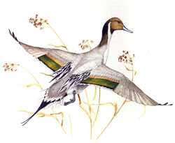 Northern Pintail