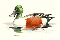 Northern Shoveler