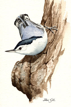 White-breasted Nuthatch