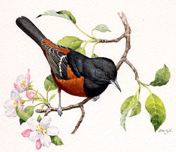 Orchard Oriole