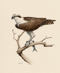 Osprey