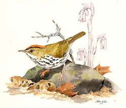 Ovenbird