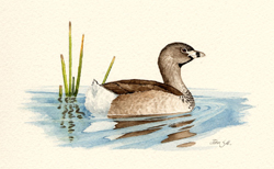 Pied-billed Grebe