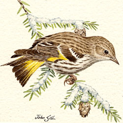 Pine Siskin