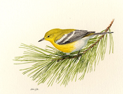 Pine Warbler