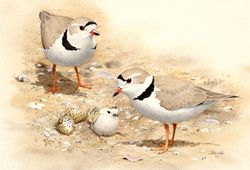 Piping Plover