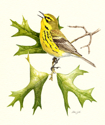 Prairie Warbler