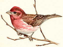 Purple Finch