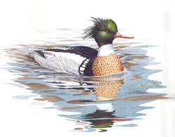 Red-breasted Merganser