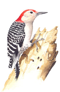 Red-bellied Woodpecker