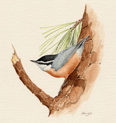 Red-breasted Nuthatch