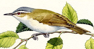 Red-eyed Vireo