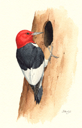 Red-headed Woodpecker