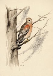 Red-shouldered Hawk