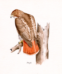 Red-tailed Hawk